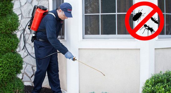 Çayeli Hamam Böceği İlaçlama böcek ilaçlama ve haşere kontrolü — ilaclama-tr.com